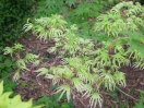 Acer palmatum "Uki gumo"