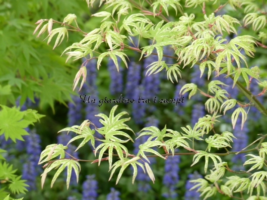 Acer palmatum "Uki gumo"