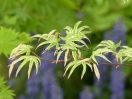 Acer palmatum "Uki gumo"