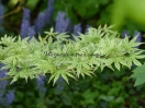 Acer palmatum "Uki gumo"