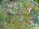 Acer palmatum "Dissectum Viridis"