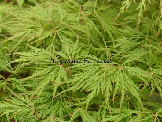 Acer palmatum "Dissectum Viridis"