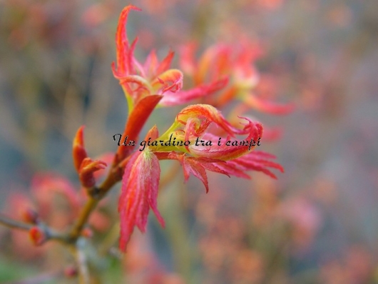 Acer palmatum "Wilson's pink dwarf"