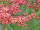 Acer palmatum "Wilson's pink dwarf"