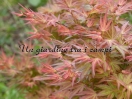 Acer palmatum "Wilson's pink dwarf"