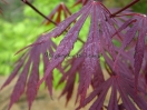 Acer shirasawanum "Yasemin"