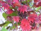 Acer shirasawanum "Yasemin"