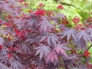 Acer shirasawanum "Yasemin"