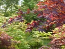 Acer shirasawanum "Yasemin"