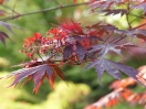 Acer shirasawanum "Yasemin"