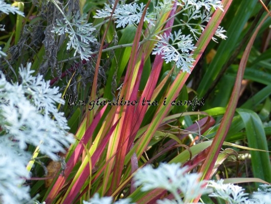 Imperata cylindrica "Red baron"