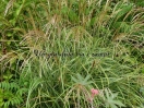 Miscanthus sinensis "Adagio"