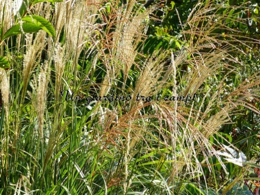 Miscanthus sinensis "Adagio"