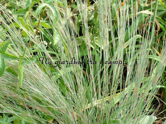 Andropogon scoparius "Prairie Blues"