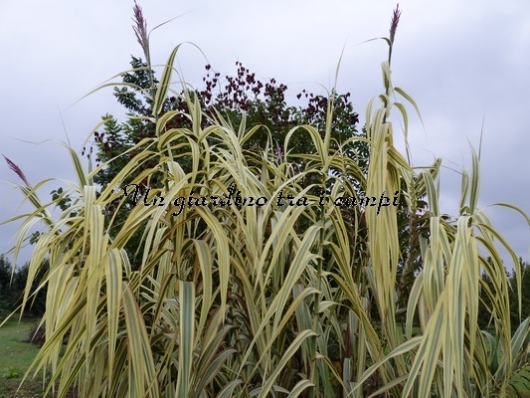 Arundo donax "Variegata"