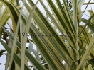 Arundo donax "Variegata"