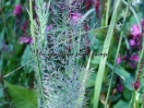 Calamagrostis brachytrica