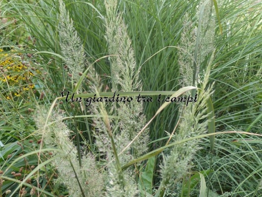 Calamagrostis brachytrica