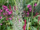 Calamagrostis brachytrica