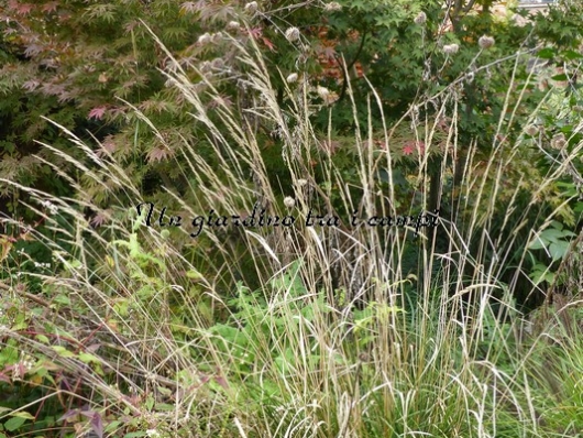 Calamagrostis Xacutiflora "Karl Forster"