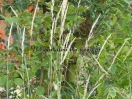 Calamagrostis Xacutiflora "Karl Forster"