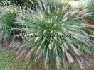 Pennisetum alopecuroides "Cassian's choice"