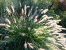 Pennisetum alopecuroides "Cassian's choice"