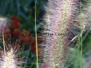 Pennisetum alopecuroides "Cassian's choice"