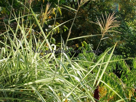 Miscanthus sinensis var.condens. "Cosmopolitan"