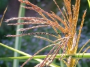 Miscanthus sinensis var.condens. "Cosmopolitan"