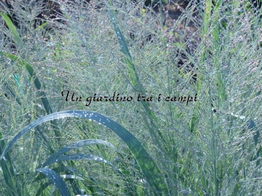 Panicum Virgatum "Dallas Blues"