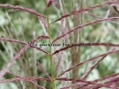 Miscanthus sinensis "Ferner Osten"