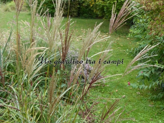 Miscanthus sinensis "Ferner Osten"