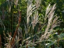 Miscanthus sinensis "Ferner Osten"