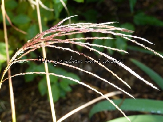 Miscanthus sinensis "Flamingo"