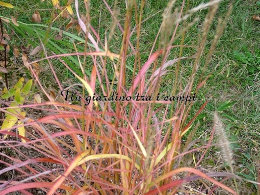 Miscanthus sinensis "Ghana"