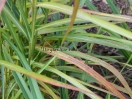 Miscanthus sinensis "Ghana"