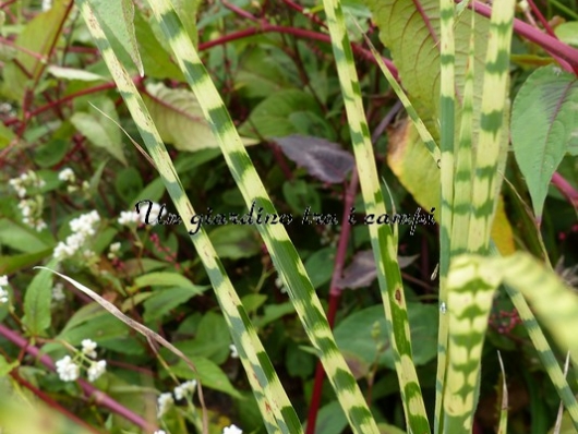 Miscanthus sinensis "Gold Bar"