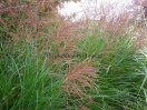 Miscanthus sinensis "Gracillimus"