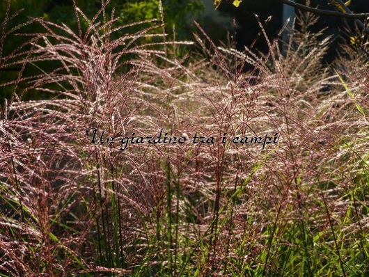 Miscanthus sinensis "Gracillimus"