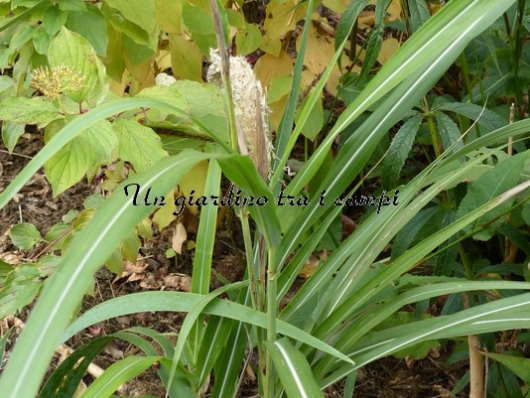 Miscanthus sinensis "Graziella"