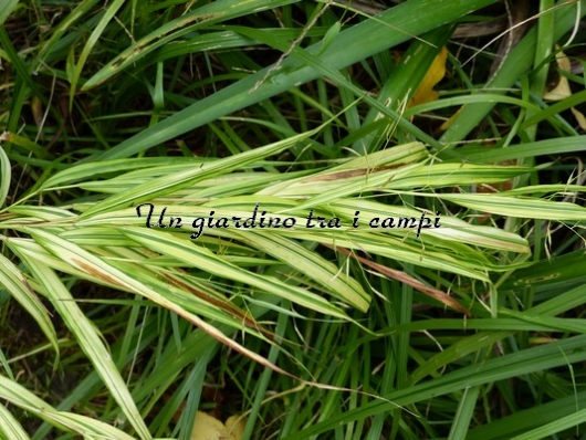 Hakonechloa macra "Aureola"