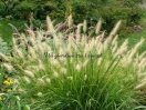 Pennisetum alopecuroides "Hameln"