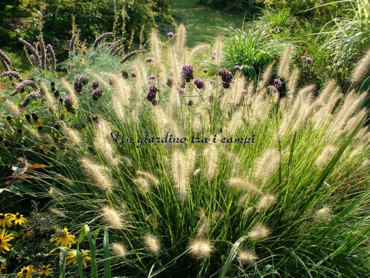 Pennisetum alopecuroides "Hameln"