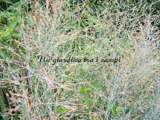 Panicum Virgatum "Heavy Metal"