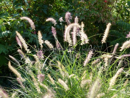 Pennisetum orientale "Karley Rose"