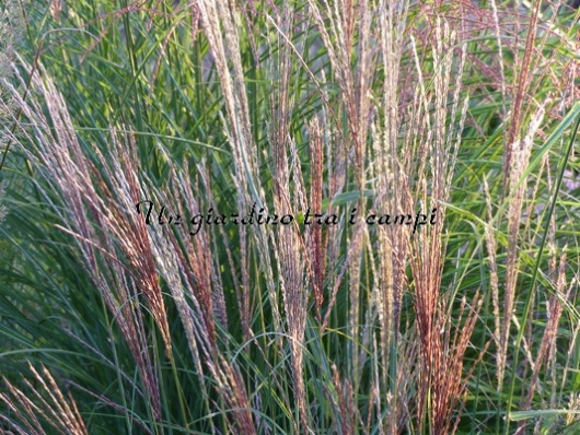 Miscanthus sinensis "Kleine Silberspinne"