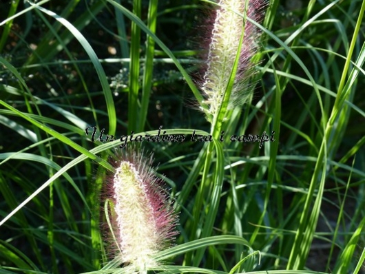 Pennisetum alopecuroides "Magic"