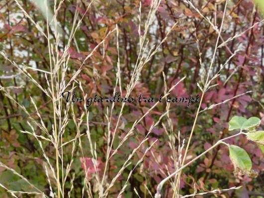 Molinia caerulea subsp. arundinacea "Karl Forster"