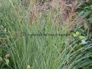 Miscanthus sinensis "Morning Light"